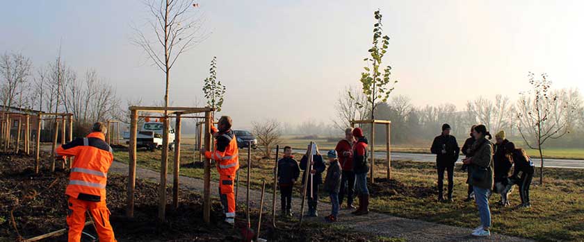 Baumpflanzung in der Geburtenallee