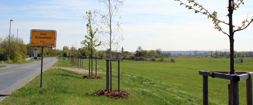 Blick auf die Zukunftsbaumallee