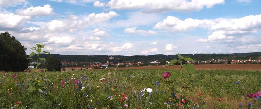 Blick auf Scheinfeld mit blühender Wiese im Vordergrund