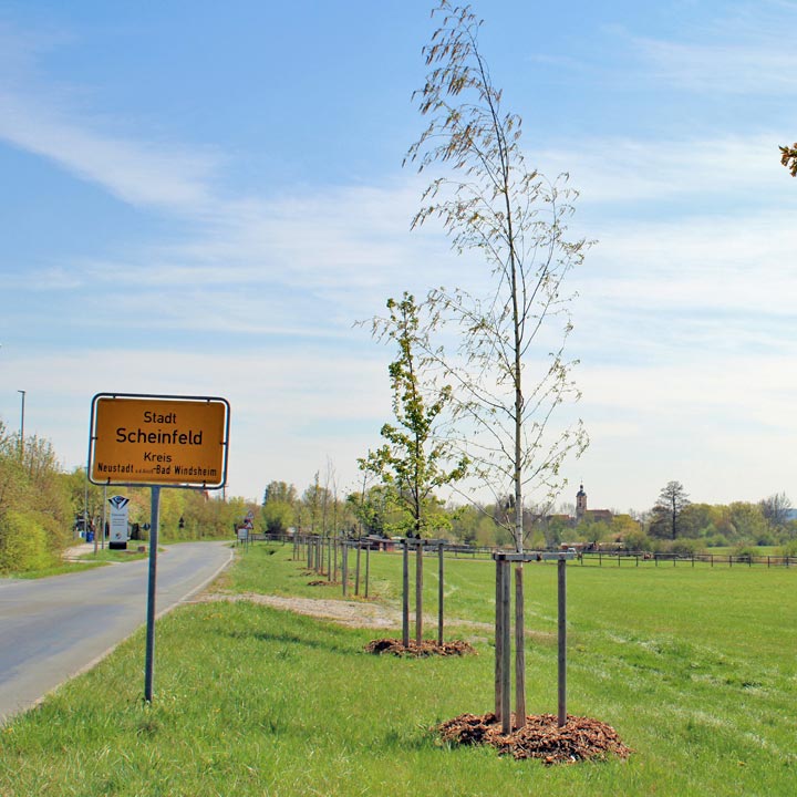 Blick auf ein Teilstück der Geburtenallee