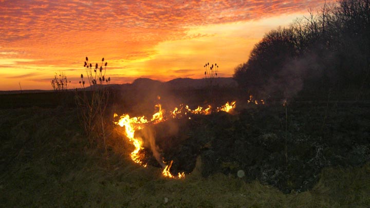 Brand von Gebüsch