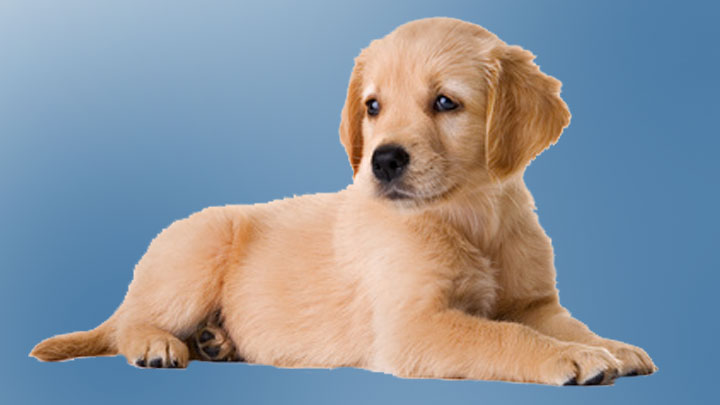 Ein liegender Golden Retriever Welpe vor einem blauen Hintergrund.