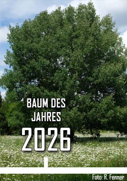 2026 - Zitterpappel