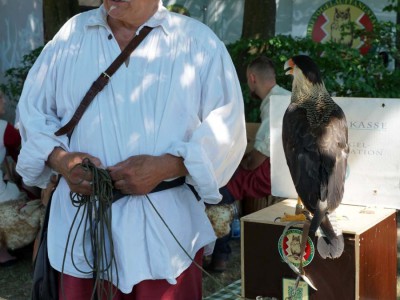 Falkner hält einen Greifvogel auf dem Arm.
